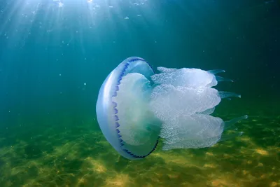Названа причина нашествия медуз на пляжах Керчи в Чёрном и Азовском морях  летом 2021 года - Дворец культуры Корабел. Дк Корабел город Керчь