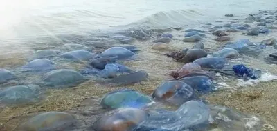📷 Дайвинг с медузами-корнеротами