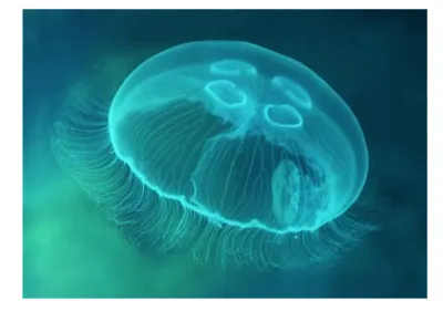 У берегов Сочи появились самые опасные медузы Чёрного моря