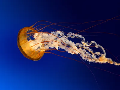 Чем угрожают людям медузы в море возле Одессы? (+ видео)