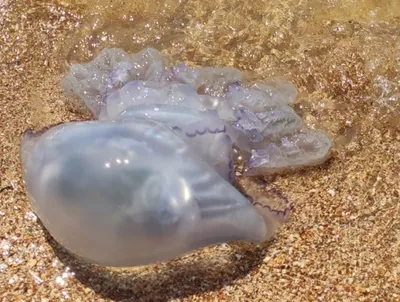 Цвет настроения синий. Чем опасны гигантские медузы из Черного моря? |  ОБЩЕСТВО | АиФ Краснодар