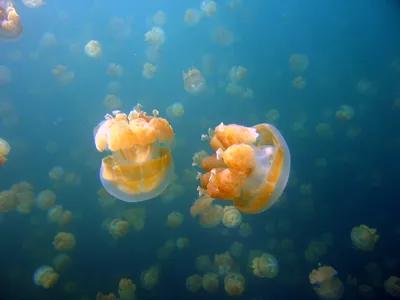 Из-за мощного шторма на Черном море выбросило миллионы медуз