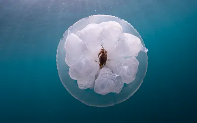 Полосатые медузы черного моря - 61 фото
