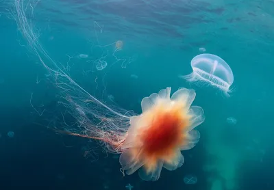 Нашествие гигантских медуз в Азовском море: что известно – фото, видео
