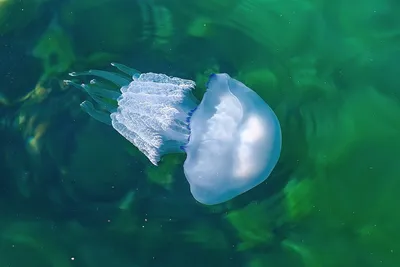 Краснодарцы не хотят купаться в Азовском море из-за нашествия огромных медуз -корнеротов