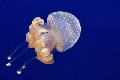 10-килограммовых медуз обнаружили ученые в Азовском море. 8 сентября 2022  г. Кубанские новости