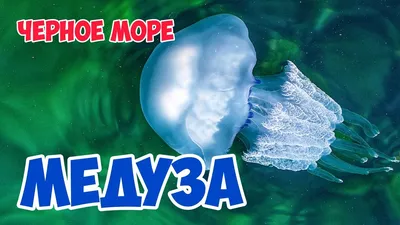 Керченский мост стал причиной нашествия медуз в Азовском море - подробности  - Флот 2017