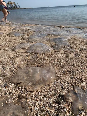 Желтые медузы черного моря - 62 фото