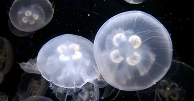Медузы навсегда. Эксперт рассказал, почему Черное море станет следующим  объектом нашествия
