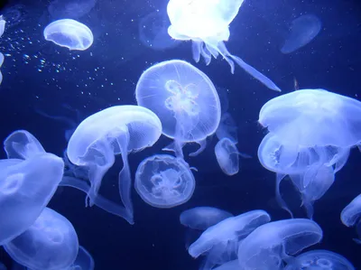 Огромные медузы заполнили Таганрогский залив | ОБЩЕСТВО: События | ОБЩЕСТВО  | АиФ Ростов-на-Дону