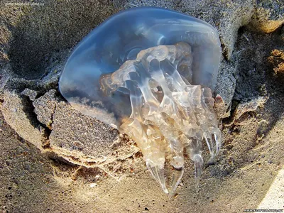 Медузы черного моря (65 фото) - 65 фото