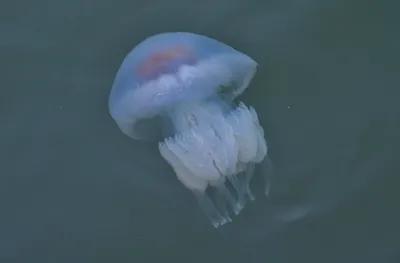 Медузы Черного моря | Полезная информация об отдыхе на Черном море