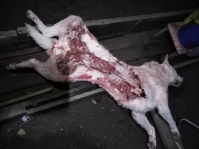 Трупы животных валяются по всем улицам: догхантеры отравили собак в  югорском посёлке - KP.RU