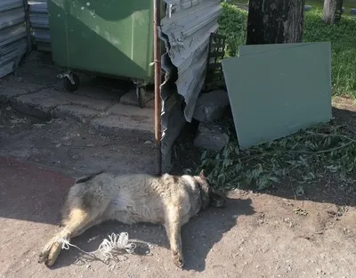 В Сыктывкаре волки растерзали собаку и обглодали ее труп (фото)
