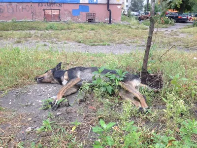 Третьи сутки мертвые собаки лежат у дороги в Хабаровске (ФОТО; ВИДЕО) —  Новости Хабаровска