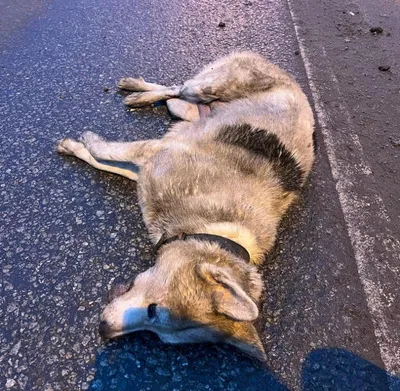 На окраине Омска неизвестные выкинули в мусорку труп собаки со связанными  ногами - KP.RU