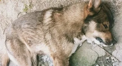 Серовчанин нашел выброшенный труп собаки на парковке кладбища | Новости |  СеровГлобус.ру