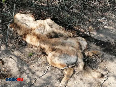 Брянская улица : На Новостройке возле детского садика неделю валяется труп  собаки