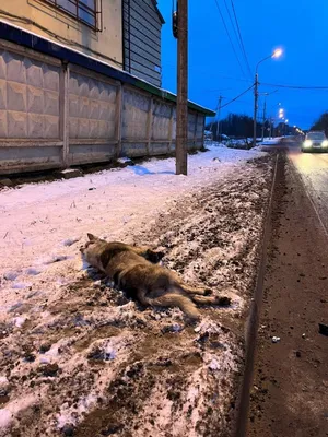 Труп собаки в ошейнике нашли на одной из дорог подмосковного Чехова |  22.11.2022 | Чехов - БезФормата