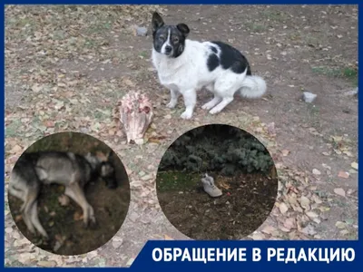 Труп собаки в ошейнике нашли на одной из дорог подмосковного Чехова |  22.11.2022 | Чехов - БезФормата