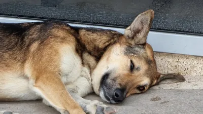 В Волгограде хозяйка умершей собаки отсудила у ветеринарного центра почти  127 тысяч рублей