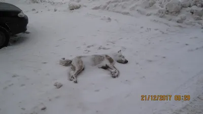 На Черемушках бойцовская собака на улице загрызла шпица (фото) | Новости  Одессы