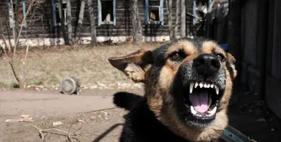 Много мертвых собак обнаружили горожане на юге Москвы