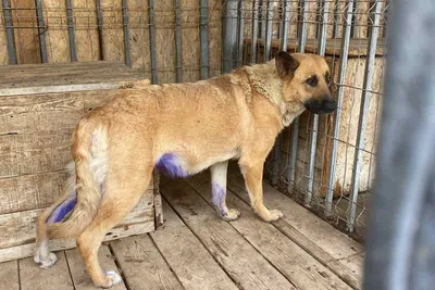 После внезапной смерти карагандинца 30 его собак чуть не съели друг друга  от голода - Телеканал «Астана»