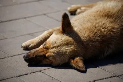 Труп собаки вторую неделю пугает автомобилистов в Ростове на Ворошиловском  мосту | Privet-Rostov.ru | Дзен