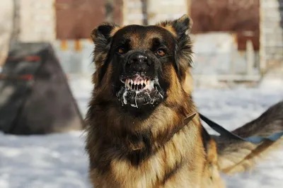 В поронайской луже уже месяц разлагается труп собаки - Новости Сахалинской  области - astv.ru
