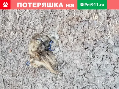 Владелец умершей собаки засудил ветеринарную клинику в Мурманске |  Информационное агентство «Би-порт»