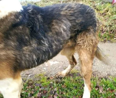 Владелицу приюта для животных под Стерлитамаком обвиняют в смерти собак -  Стерлитамак онлайн