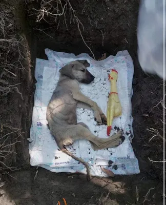 В Боровском районе выясняют причину смерти собаки