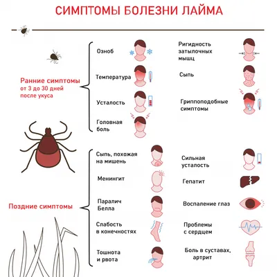 Куда чаще всего кусают клещи – ответ врача | Добролов