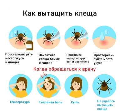 Исследование клеща на инфекции, правила подготовки к сдаче анализа,  расшифровка результатов и показатели нормы.