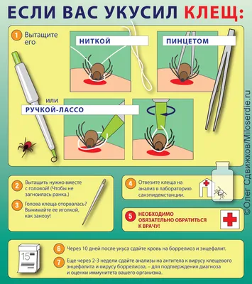 Осторожно – клещи! - Новости - Главное управление МЧС России по Республике  Марий Эл