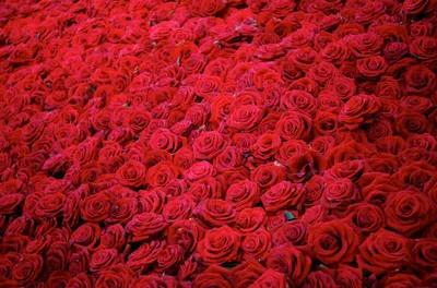 Миллион алых роз на день рождения для любимой — Скачайте на Davno.ru