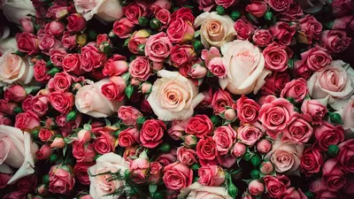 Миллион алых роз» — создано в Шедевруме