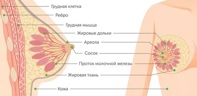 Анатомия молочной железы: как меняется грудь и с какими процессами внутри  организма это связано.