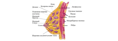 Самообследование молочных желез