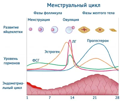 Карцинома молочных желез - особенности болезни - лечение в Москве в  Университетской клинике МГУ им. М.В. Ломоносова