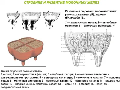 Узи молочных желез, для чего и как часто делать — блог медицинского центра  ОН Клиник