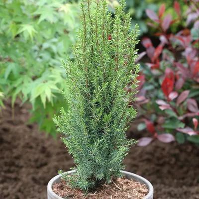 Можжевельник обыкновенный Багнет Juniperus communis Bagnet | Питомник Тайга