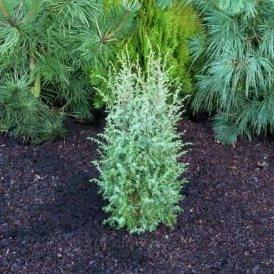 Можжевельник обыкновенный Meyer (Juniperus communis Meyer) — Азовский  лесопитомник