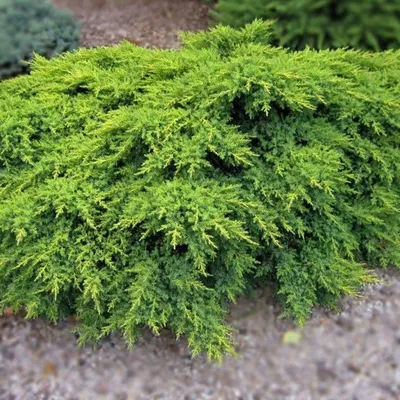 Саженец обыкновенного можжевельника 'Грин Карпет'/Juniperus communis 'Green  Carpet' С2/30-40 — цена в Оренбурге, купить в интернет-магазине,  характеристики и отзывы, фото