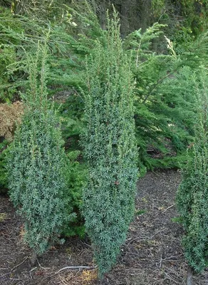 Ягоды\" можжевельника обыкновенного (Juniperus communis) - шишкоягоды. Он же  тоже голосеменное растение, как ель и сосна. Даже зимой, под… | Instagram
