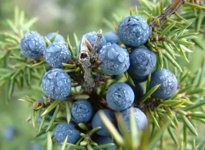 Можжевельник обыкновенный Грин Карпет (Juniperus communis «Green Carpet»),  С2