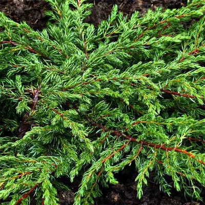 Можжевельник обыкновенный (juniperus communis). Описание, фото, сорта –  каталог Greenmaster