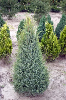 Juniperus communis 'Sentinel', Можжевельник обыкновенный  'Сентинел'|landshaft.info