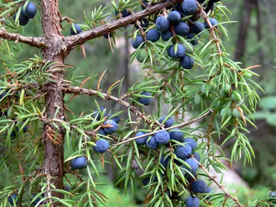 Можжевельник обыкновенный - Juniperus communis